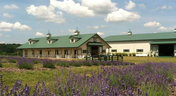 The Beautiful Lavender Farm Hiding In Plain Sight Near Pittsburgh That You Need To Visit