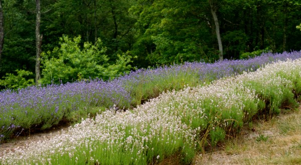 The Beautiful Lavender Farm Hiding In Plain Sight In Massachusetts That You Need To Visit