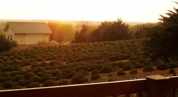 The Beautiful Lavender Farm Hiding In Plain Sight In Kansas That You Need To Visit