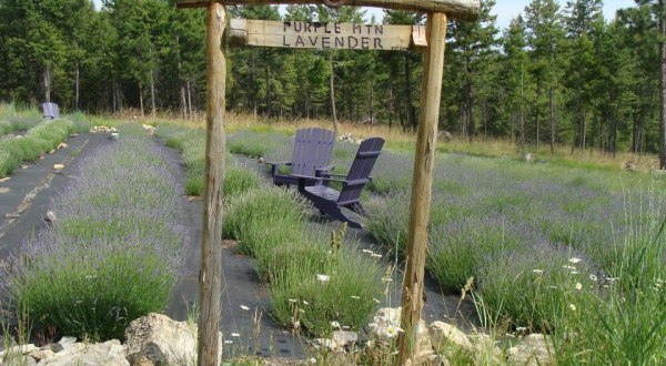The Beautiful Lavender Farm Hiding In Plain Sight In Montana That You Need To Visit