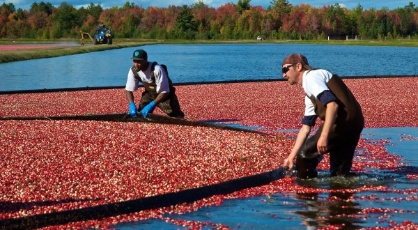 You’ve Never Seen A Wisconsin Cranberry Harvest Like This Before