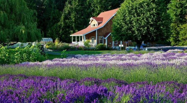 The Beautiful Lavender Farm Hiding In Plain Sight In Washington That You Need To Visit