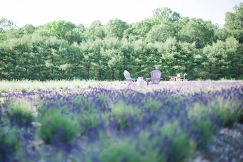 The Beautiful Lavender Farm Hiding In Plain Sight In Connecticut That You Need To Visit