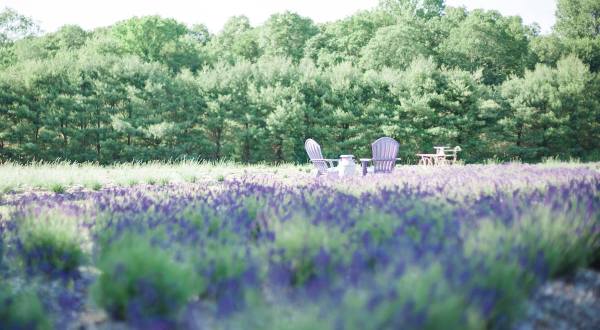 The Beautiful Lavender Farm Hiding In Plain Sight In Connecticut That You Need To Visit