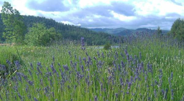 The Beautiful Lavender Farm Hiding In Plain Sight In Idaho That You Need To Visit