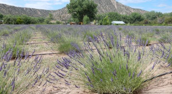 The Beautiful Lavender Farm Hiding In Plain Sight In New Mexico That You Need To Visit