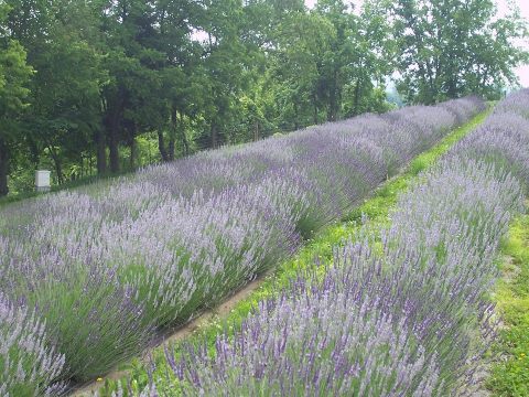 A Beautiful Lavender Farm In Kentucky, Lavender Hills Is Serene And Stunning