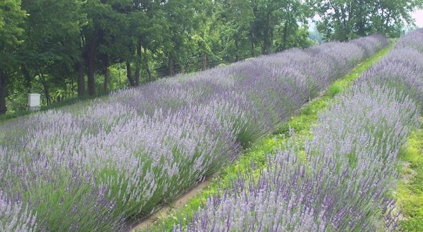 A Beautiful Lavender Farm In Kentucky, Lavender Hills Is Serene And Stunning