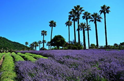 Explore This Beautiful Lavender Farm In Southern California