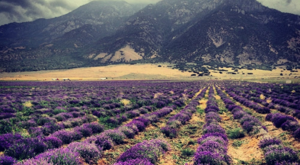 The Beautiful Lavender Farm Hiding In Plain Sight In Utah That You Need To Visit