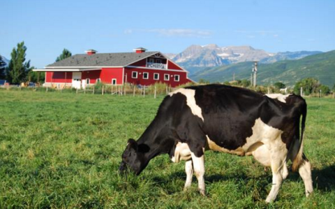 You’re Guaranteed To Love A Trip To This Epic Cheese Farm In Utah