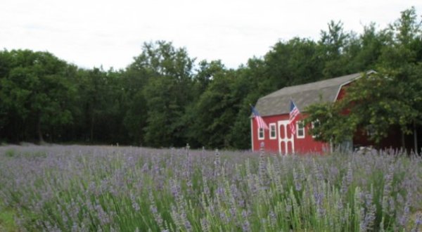 The Beautiful Lavender Farm Hiding In Plain Sight In Texas That You Need To Visit