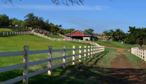 You’re Guaranteed To Love A Trip To This Epic Dairy Farm In Hawaii
