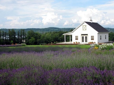 The Beautiful Lavender Farm Hiding In Plain Sight In New York That You Need To Visit