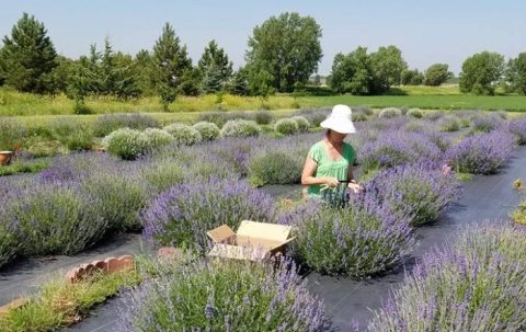 The Beautiful Lavender Farm Hiding In Plain Sight In Nebraska That You Need To Visit