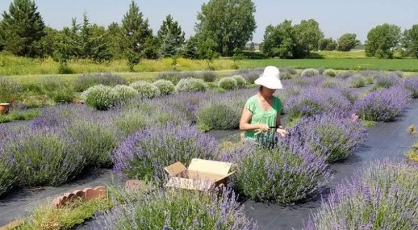 The Beautiful Lavender Farm Hiding In Plain Sight In Nebraska That You Need To Visit