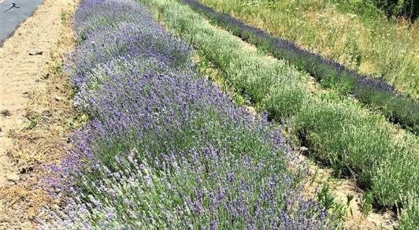 The Beautiful Lavender Farm Hiding In Plain Sight In New Hampshire That You Need To Visit