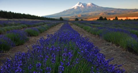 The Beautiful Lavender Farm Hiding In Plain Sight In Northern California That You Need To Visit