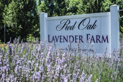 A Beautiful Lavender Farm In Georgia, Red Oak Farm Is Serene And Stunning