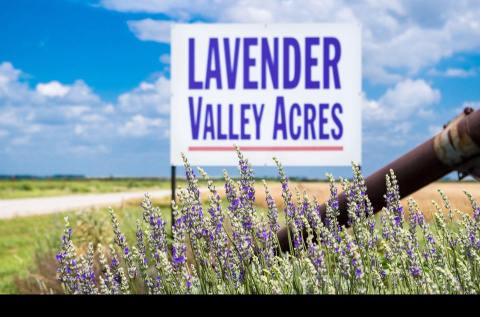 A Beautiful Lavender Farm In Oklahoma, Lavender Valley Acres Is Serene And Stunning