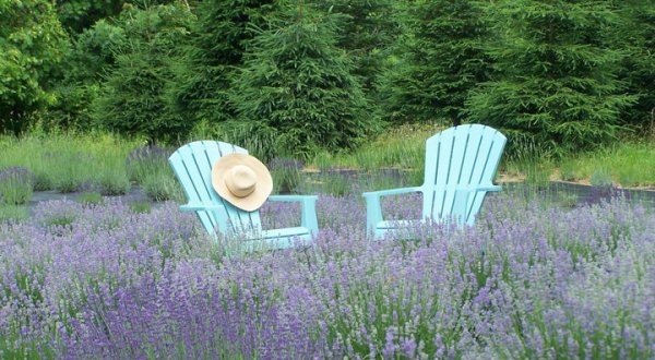 The Beautiful Lavender Farm Hiding In Plain Sight In New Jersey That You Need To Visit