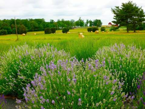 The Beautiful Lavender Farm In Virginia Near Washington DC Is An Enchanting Summer Day Trip Destination