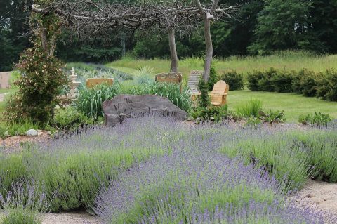 The Beautiful Lavender Farm Hiding In Plain Sight In Indiana That You Need To Visit