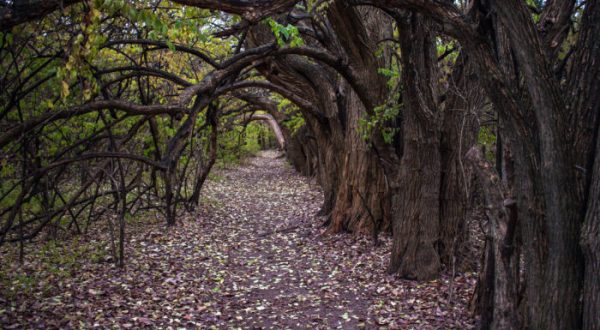 Kansas’s Tunnel Of Trees Is Positively Magical And You Need To Visit