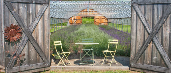 The Beautiful Lavender Farm Hiding In Plain Sight In Maine That You Need To Visit