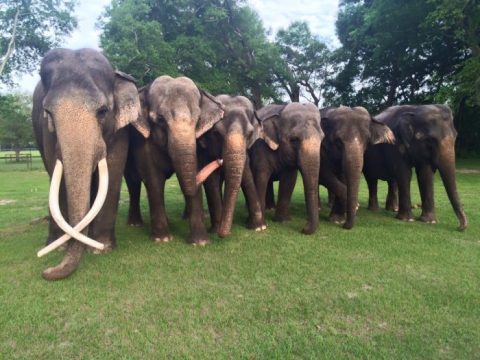 Walk With Elephants At Two Tails Ranch, An Exotic Animal Sanctuary In Florida