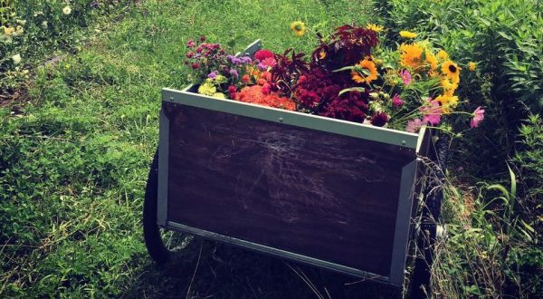 The Breathtaking Flower Farm Hiding In Missouri That Looks Like A Dream