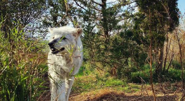 A Unique Wolf Sanctuary In Massachusetts, Wolf Hollow Is A Must-Visit