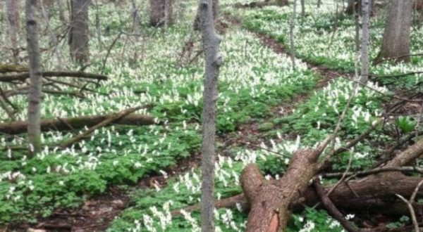 It’s Impossible Not To Love This Breathtaking Wild Flower Trail In Ohio