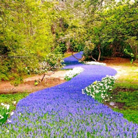 You've Never Seen Anything Like This Blooming River Of Flowers In Massachusetts