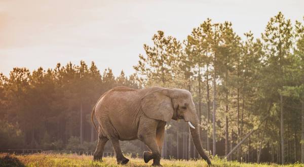 There’s A One Of A Kind Elephant Sanctuary Right Here In Tennessee