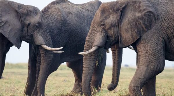 A One Of A Kind Elephant Sanctuary Is Opening Right Here In Georgia