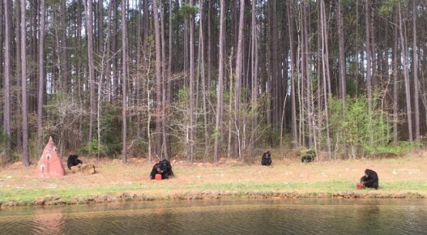 You’ll Never Forget A Visit To This One Of A Kind Chimpanzee Sanctuary In Louisiana