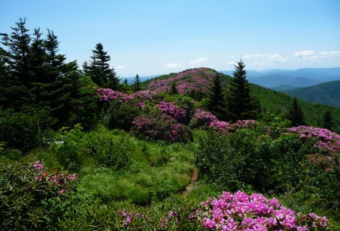 It's Impossible Not To Love This Breathtaking Wild Flower Trail In Tennessee