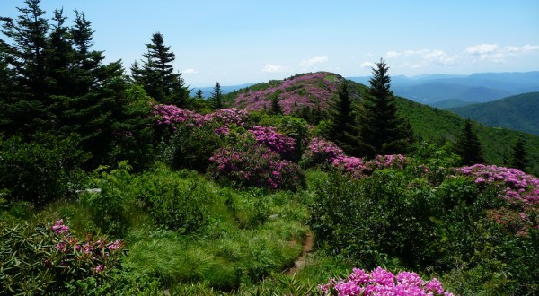 It’s Impossible Not To Love This Breathtaking Wild Flower Trail In Tennessee
