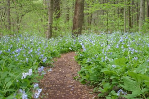 It's Impossible Not To Love This Breathtaking Wild Flower Trail In Pennsylvania