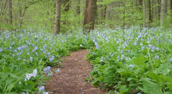 It’s Impossible Not To Love This Breathtaking Wild Flower Trail In Pennsylvania