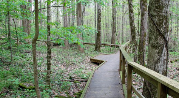 It’s Impossible Not To Love This Breathtaking Wild Flower Trail In Georgia