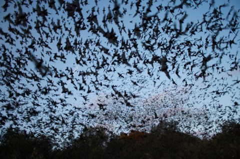 The Largest Bat Colony In The World Is Right Here In Texas...And It's Fascinating