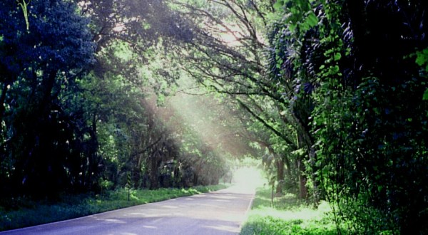 Florida’s Tunnel Of Trees Is Positively Magical And You Need To Visit