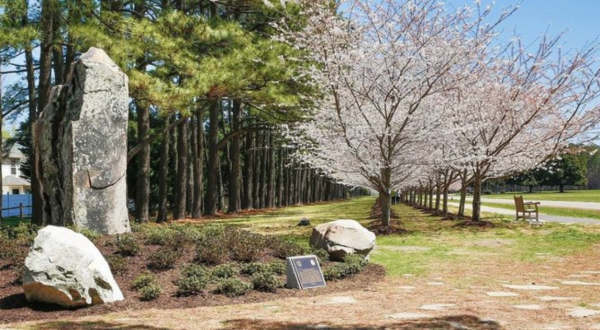 Here Are The 5 Best Places To See Cherry Blossoms In Virginia This Spring