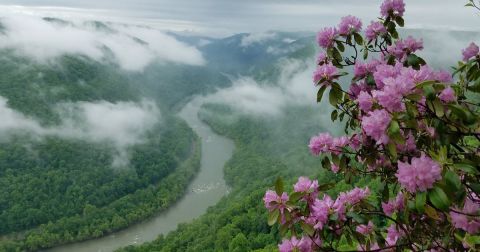 This West Virginia Park Has A Stunning Canopy Of Flowers You Need To See