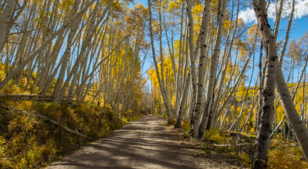 Colorado’s Tunnel Of Trees Is Positively Magical And You Need To Visit