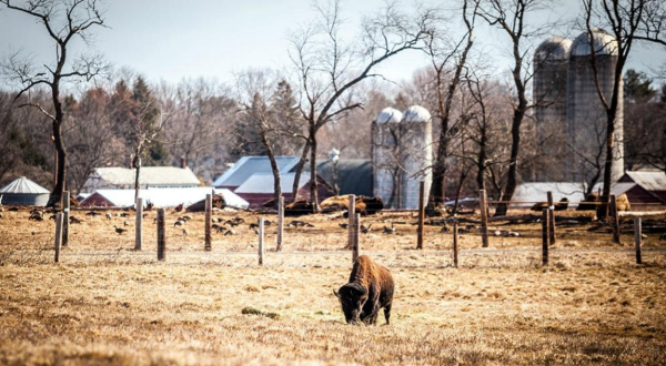 You’ll Never Forget A Visit To This One Of A Kind Buffalo Ranch In New Jersey