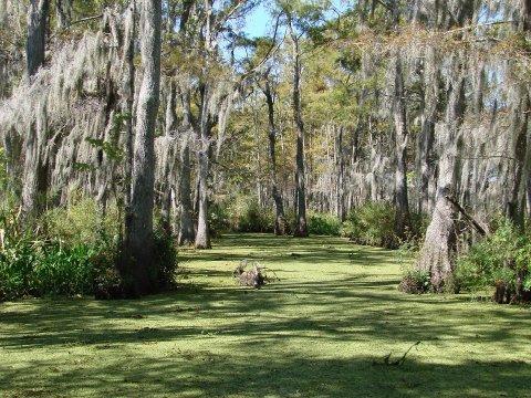 The Day Trip Of A Lifetime You Can Only Take In New Orleans