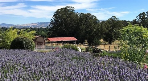 The Beautiful Lavender Farm Hiding In Plain Sight Near San Francisco